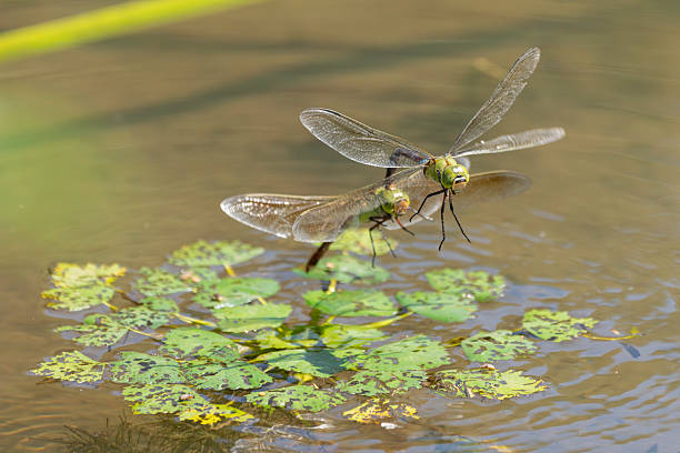 istock Dragonflies laying eggs in a lotus pond 2234424219
