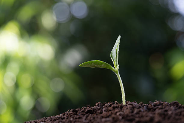 istock Macro closeup of home growth vegetable 2234426394
