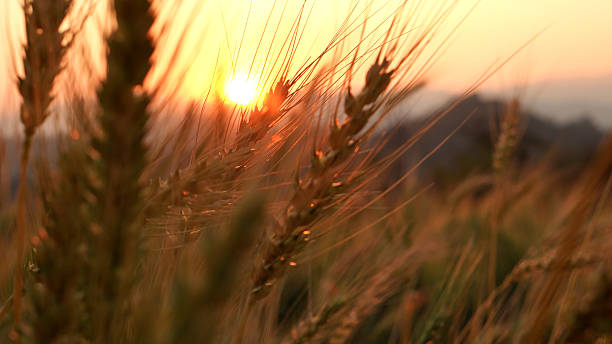 istock Summer wind on barley farm field under rocky mountain. 2234426635
