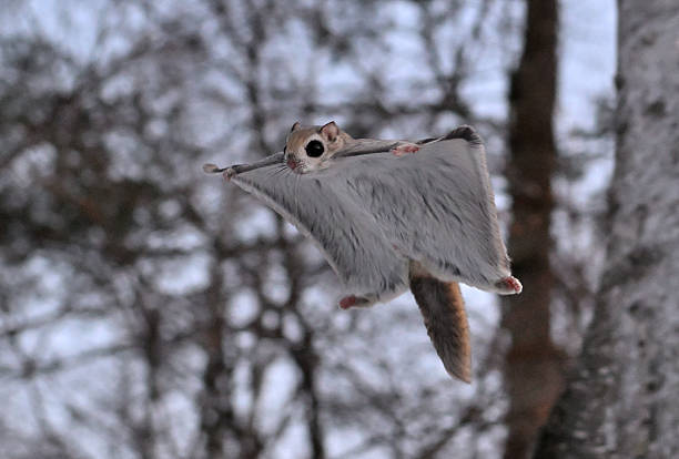 Climbing squirrel.