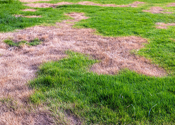 istock Lawn with Dry Brown Patches. Drought Stressed and Damaged Grass. 2234427641