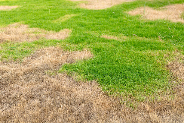 istock Lawn with Green and Brown Patches. 2234427696