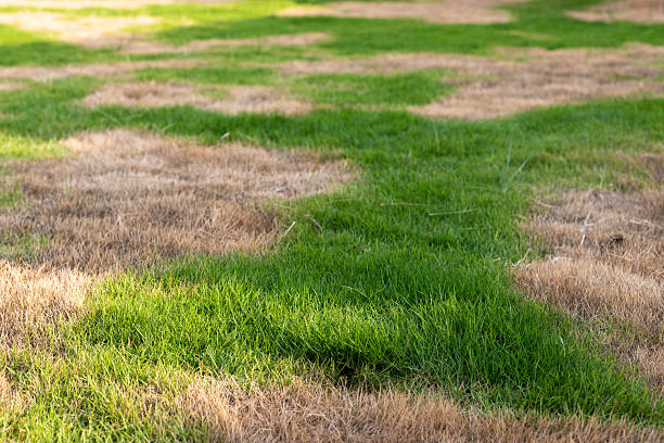 istock Green Lawn with Brown Spots 2234427807