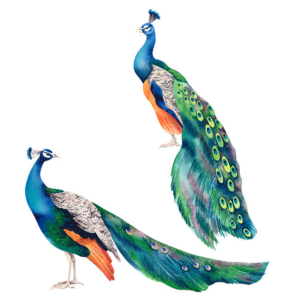 istock Peacock set. Watercolor realistic hand-drawn illustration. A painting with a beautiful, vibrant Indian peacock on a white background. Exotic birds of Paradise. Clipart for Japanese interior decor. 2234428679