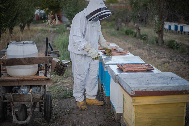 Beekeeper pours syrup to feed bees, bad year, saves bees