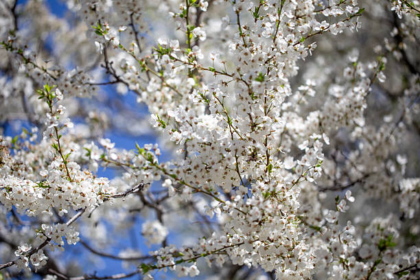 istock Floral branches stretching across the clear spring sky, inviting a peaceful mood. 2234432163