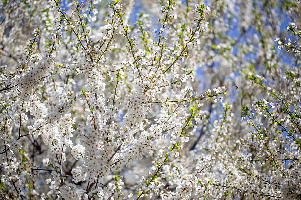istock Floral branches stretching across the clear spring sky, inviting a peaceful mood. 2234432166