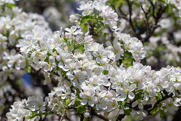 istock Delicate apple flowers bloom under blue skies, bringing light and joy. 2234432180