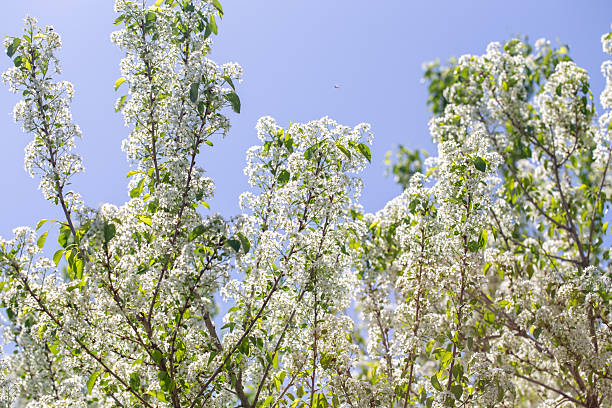 Spring cherry tree in blossom with delicate white petals and sunlight.