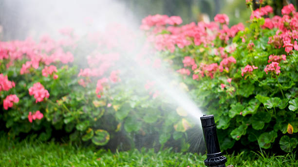 istock Watering garden flowers with sprinkler. 2234432248