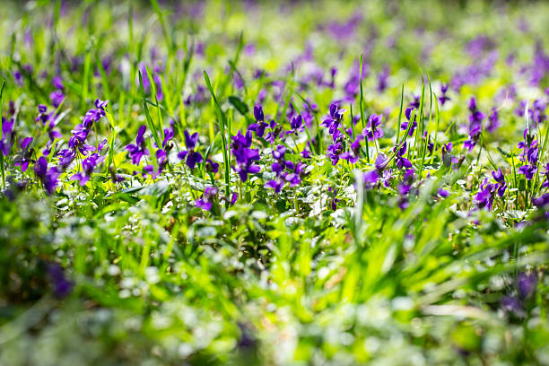 Purple Violet flowers uncultivated.