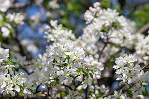 istock Apple tree branches covered in delicate white blossoms reach up toward the clear blue sky 2234432281