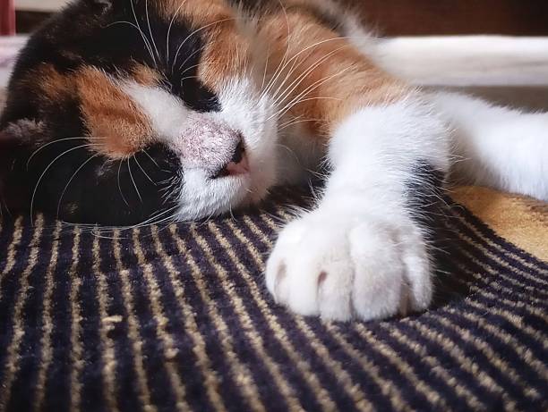 A calico cat rests peacefully with its paw stretched out on a striped fabric.