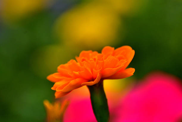 Marigold is herbaceous plant that belongs to the family Asteraceae. Marigold comes in different colors; yellow or orange being the most common. Majority of marigold species bloom during summer and autumn. Most of the marigold have strong, pungent odor and have great value in cosmetic treatment.