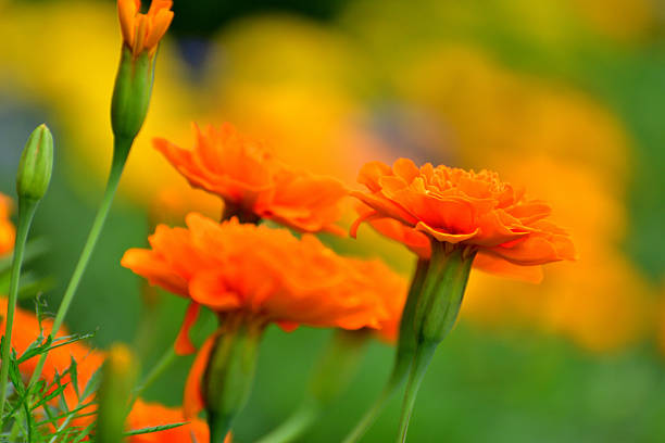 Marigold is herbaceous plant that belongs to the family Asteraceae. Marigold comes in different colors; yellow or orange being the most common. Majority of marigold species bloom during summer and autumn. Most of the marigold have strong, pungent odor and have great value in cosmetic treatment.