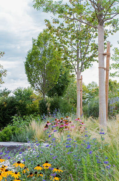 Landscaped garden: Flower bed with trees and yellow Echinacea