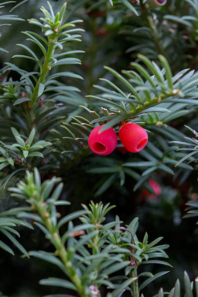 istock Berries of a jew tree 2234436171