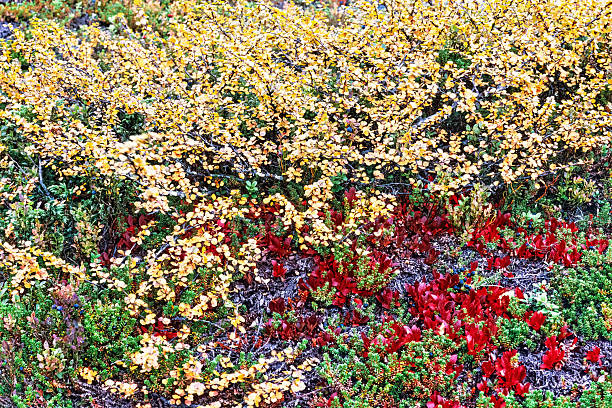 Dwarf birch and Alpine bearberry in autumn colours