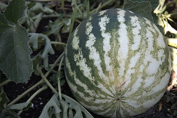 istock Striped watermelon on the vine, close-up 2234436669