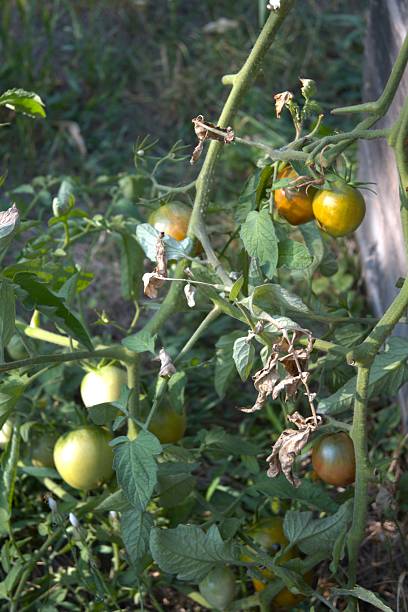 istock Tomatoes on tomatoe plant in the garden. 2234436725