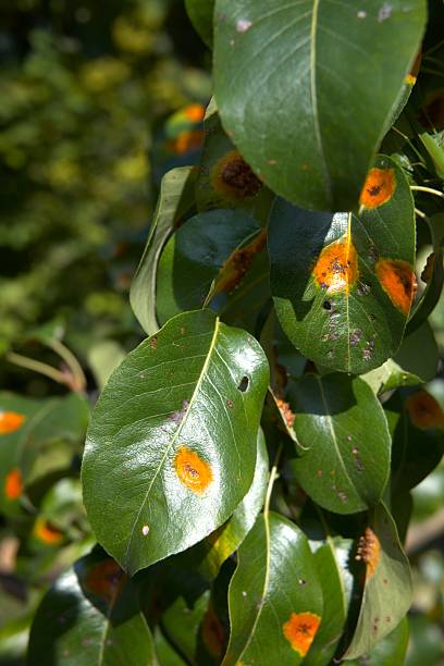 istock Yellow spotted pear tree leaves on branch 2234436753
