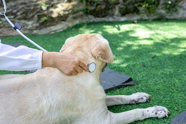 Close up photo of the stethoscope on the brown dog's back during the examination at the veterinary clinic.