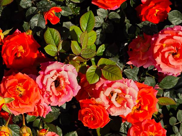Red roses blooming in garden.