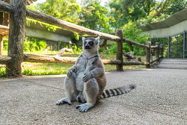 Ring tailed lemur sitting upright on pathway in safari park surrounded by greenery on Phu Quoc island, Vietnam. Biodiversity and wildlife observation. Tropical conservation and sustainable tourism in Asia.