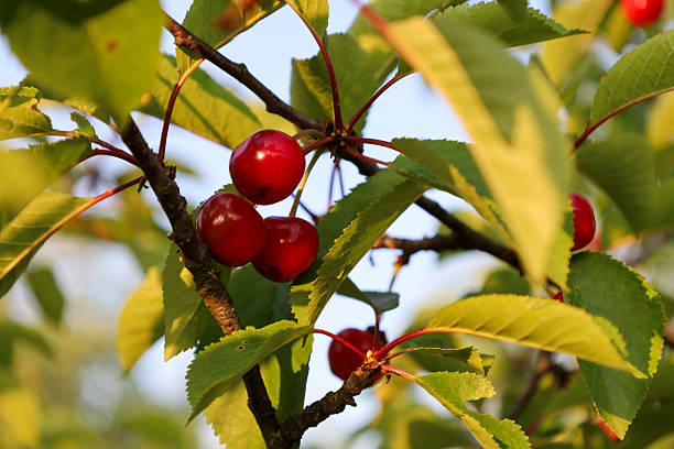 ​A close-up of glossy red cherries ripening on a tree branch. The image captures the freshness of a summer harvest, emphasizing the vibrant color and natural beauty of the fruit.