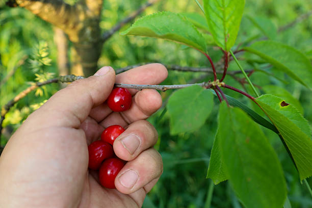 ​A focus on a hand picking ripe, shiny cherries from a tree branch. The image conveys the joy and simplicity of a summer harvest, emphasizing the vibrant colors and freshness of the fruit.