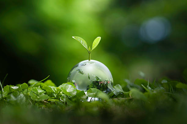 istock Sustainable Environmental Development concept, small tree on Crystal globe glass in green forest to protect nature. Eco-friendly esg conservation care. Earth clean and ecology, Green business. 2234444406