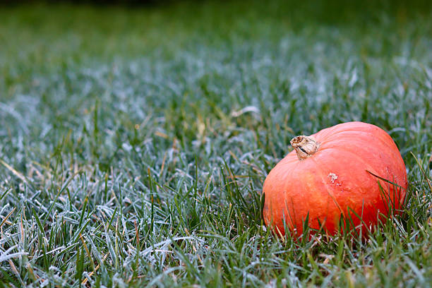 istock Frosty autumn morning with a pumpkin lying in the grass. 2234444939