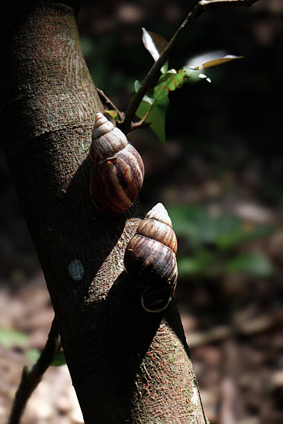istock Snail on Tree Branch with Nature Bokeh Background 2234445190