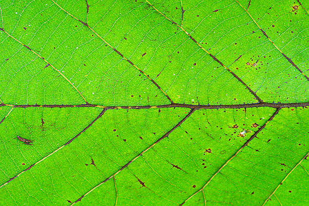 Close-Up Texture of Teak Leaf with Natural Veins and Patterns
