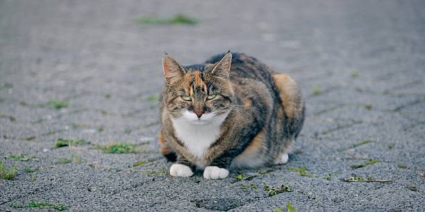 istock Young street Cat on the backyard looking curious at camera. Panoramic image with copy space. 2234446656