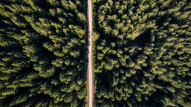 istock Straight road cutting through a lush green forest 2234448341