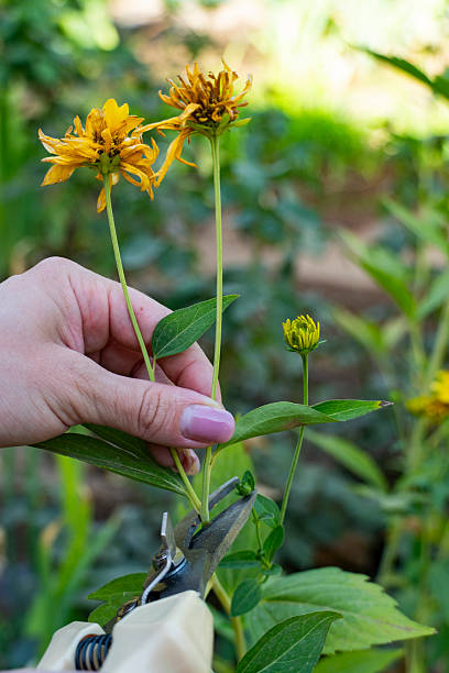 istock Gardener cutting dry yellow flowers with pruning shears 2234448893