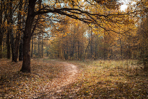 A forest path covered in golden autumn leaves curves through tall trees with warm foliage. A large branch arches over the trail, framing the scene and enhancing the sense of depth and seasonal calm.
