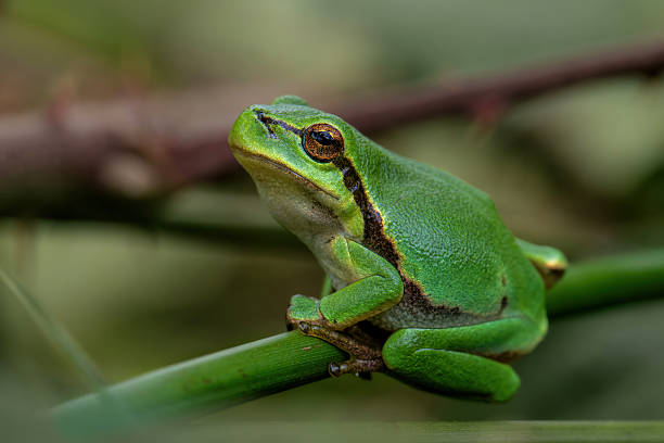istock European Tree Frog in the Netherlands 2234451425