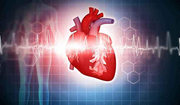 istock Human heart with EKG, ecg heartbeat graph. 2234451598
