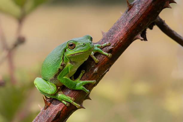 istock European Tree Frog in the Netherlands 2234451682