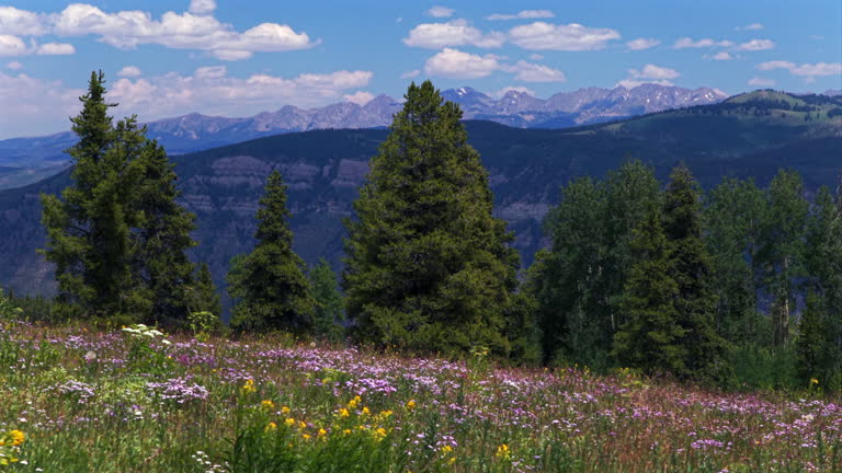 Vail Avon Minturn Redcliff Gore Range Rocky Mountains daisy wildflowers aerial drone Colorado summer blue sky morning pine trees aspen groove Mount Holy Cross Half Moon Pass Wilderness parallax left