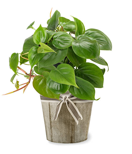 istock Heart leaf Philodendron in vase 2234452030