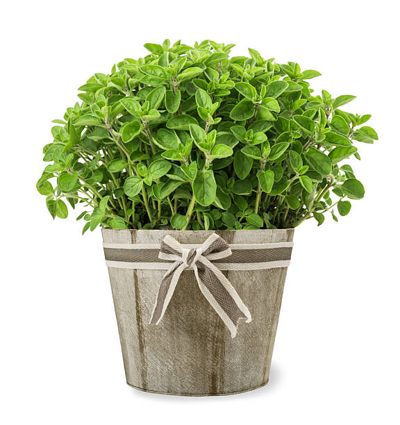istock Oregano plants in vase 2234452212