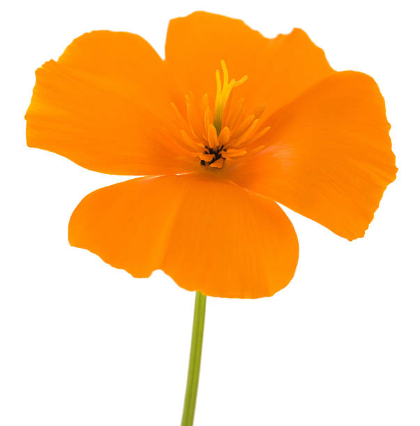 istock Californian Poppy  flower 2234452255
