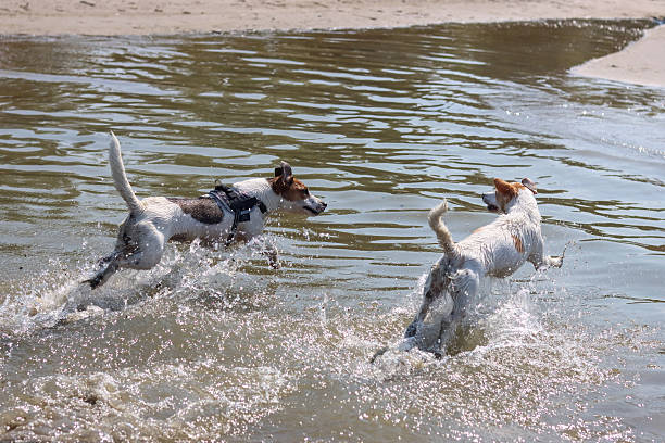 Two happy dogs running along the river bank