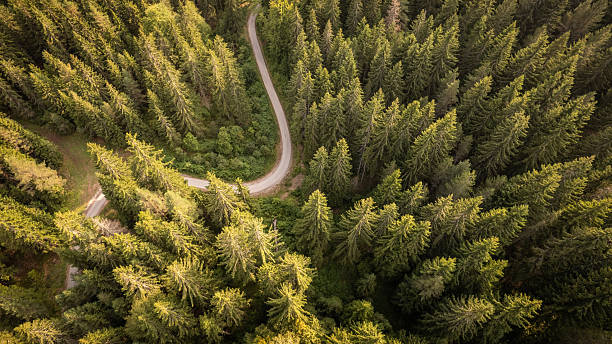istock Winding road through lush green pine forest at sunset 2234453921