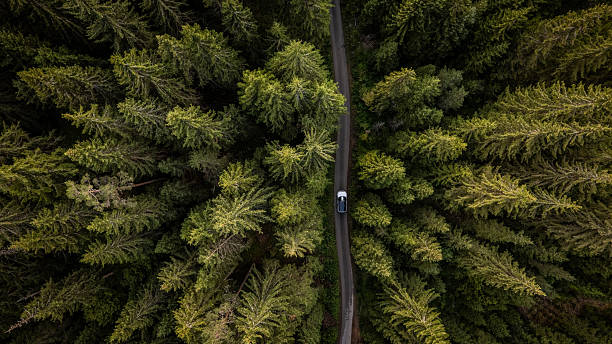 istock White car driving on a road through a lush green forest 2234453923
