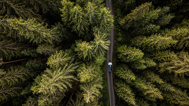 istock White car driving on a road through a dense forest 2234453925