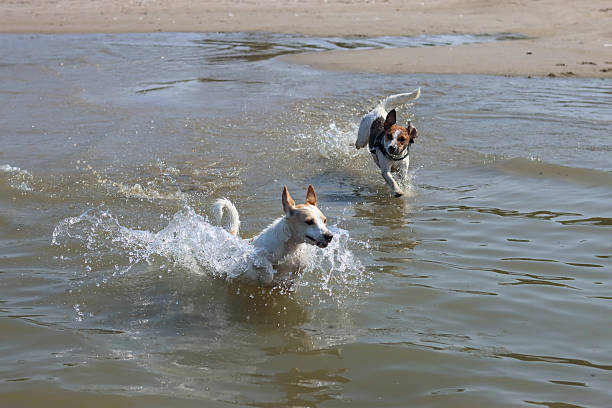 Two happy dogs running along the river bank